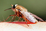 Erste Hilfe bei Mückenstichen